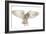 Barn Owl, Tyto Alba, 4 Months Old, Flying against White Background-Life on White-Framed Photographic Print