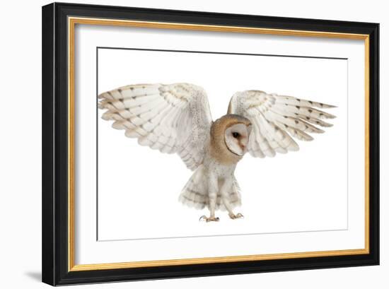 Barn Owl, Tyto Alba, 4 Months Old, Flying against White Background-Life on White-Framed Photographic Print