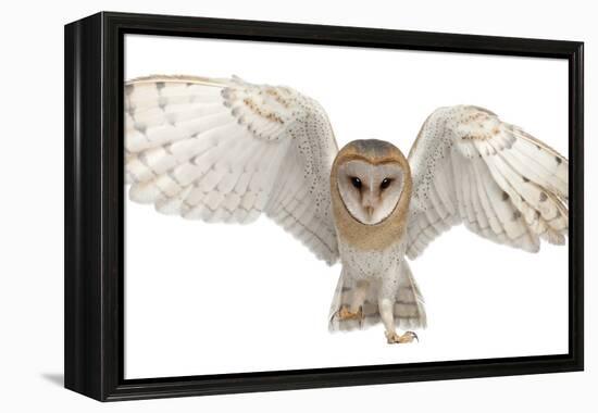 Barn Owl, Tyto Alba, 4 Months Old, Portrait Flying against White Background-Life on White-Framed Premier Image Canvas