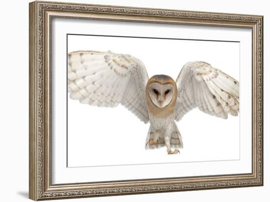 Barn Owl, Tyto Alba, 4 Months Old, Portrait Flying against White Background-Life on White-Framed Photographic Print