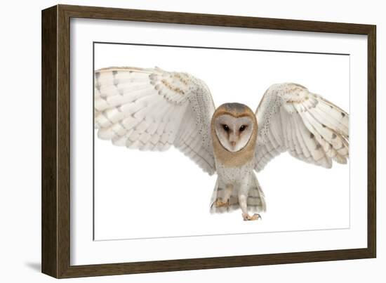 Barn Owl, Tyto Alba, 4 Months Old, Portrait Flying against White Background-Life on White-Framed Photographic Print