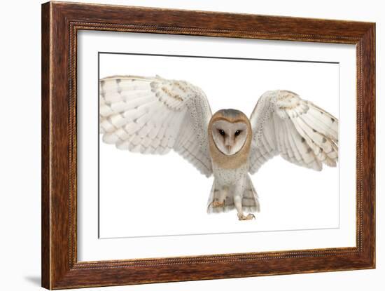 Barn Owl, Tyto Alba, 4 Months Old, Portrait Flying against White Background-Life on White-Framed Photographic Print