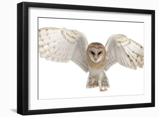 Barn Owl, Tyto Alba, 4 Months Old, Portrait Flying against White Background-Life on White-Framed Photographic Print
