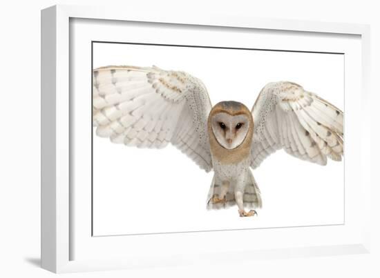 Barn Owl, Tyto Alba, 4 Months Old, Portrait Flying against White Background-Life on White-Framed Photographic Print