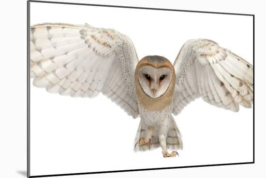 Barn Owl, Tyto Alba, 4 Months Old, Portrait Flying against White Background-Life on White-Mounted Photographic Print