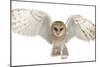 Barn Owl, Tyto Alba, 4 Months Old, Portrait Flying against White Background-Life on White-Mounted Photographic Print