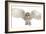 Barn Owl, Tyto Alba, 4 Months Old, Portrait Flying against White Background-Life on White-Framed Photographic Print