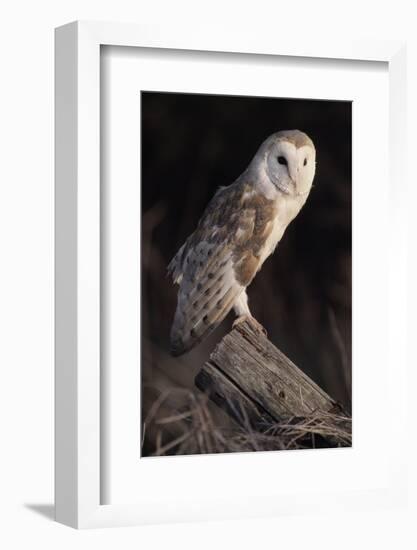 Barn Owl (Tyto Alba) Adult Perched on Fence Post at Dusk, Captive, Scotland, UK, March-Laurie Campbell-Framed Photographic Print