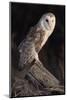 Barn Owl (Tyto Alba) Adult Perched on Fence Post at Dusk, Captive, Scotland, UK, March-Laurie Campbell-Mounted Photographic Print