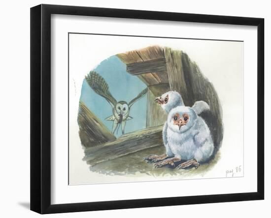 Barn Owl Tyto Alba Bringing Food to Chicks-null-Framed Giclee Print
