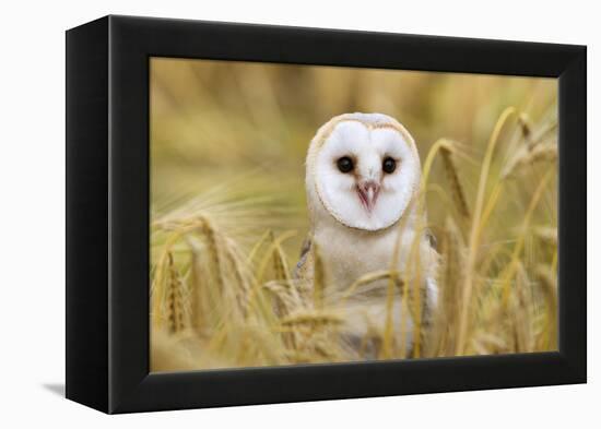 Barn Owl (Tyto Alba), Captive, Cumbria, England, United Kingdom, Europe-Ann & Steve Toon-Framed Premier Image Canvas