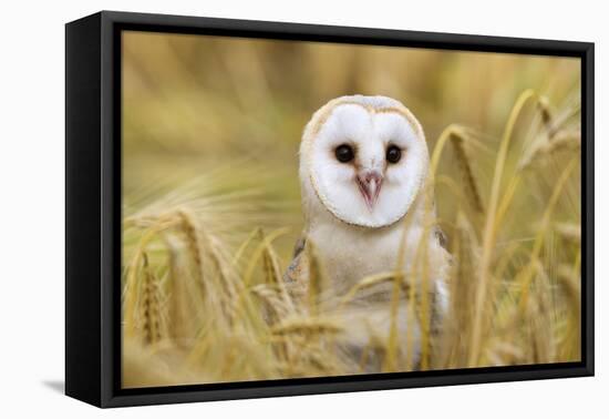 Barn Owl (Tyto Alba), Captive, Cumbria, England, United Kingdom, Europe-Ann & Steve Toon-Framed Premier Image Canvas