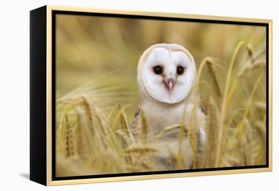 Barn Owl (Tyto Alba), Captive, Cumbria, England, United Kingdom, Europe-Ann & Steve Toon-Framed Premier Image Canvas