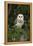 Barn Owl (Tyto Alba), Captive, Cumbria, England, United Kingdom, Europe-Ann & Steve Toon-Framed Premier Image Canvas