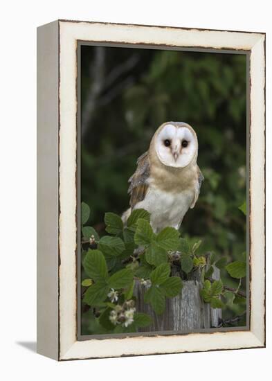 Barn Owl (Tyto Alba), Captive, Cumbria, England, United Kingdom, Europe-Ann & Steve Toon-Framed Premier Image Canvas