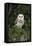 Barn Owl (Tyto Alba), Captive, Cumbria, England, United Kingdom, Europe-Ann & Steve Toon-Framed Premier Image Canvas