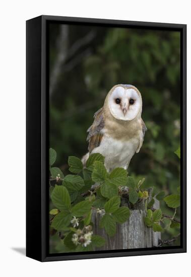 Barn Owl (Tyto Alba), Captive, Cumbria, England, United Kingdom, Europe-Ann & Steve Toon-Framed Premier Image Canvas