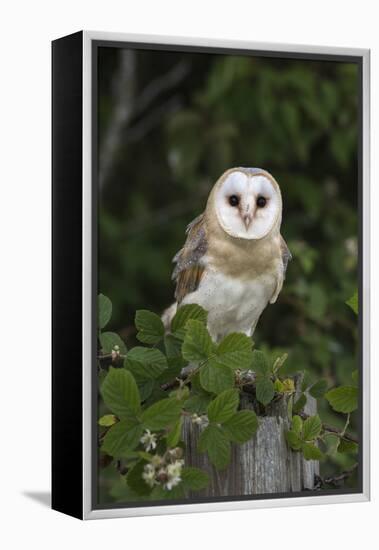 Barn Owl (Tyto Alba), Captive, Cumbria, England, United Kingdom, Europe-Ann & Steve Toon-Framed Premier Image Canvas