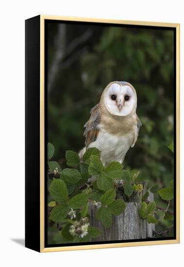 Barn Owl (Tyto Alba), Captive, Cumbria, England, United Kingdom, Europe-Ann & Steve Toon-Framed Premier Image Canvas