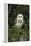 Barn Owl (Tyto Alba), Captive, Cumbria, England, United Kingdom, Europe-Ann & Steve Toon-Framed Premier Image Canvas