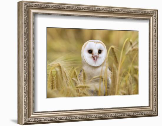 Barn Owl (Tyto Alba), Captive, Cumbria, England, United Kingdom, Europe-Ann & Steve Toon-Framed Photographic Print