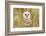 Barn Owl (Tyto Alba), Captive, Cumbria, England, United Kingdom, Europe-Ann & Steve Toon-Framed Photographic Print