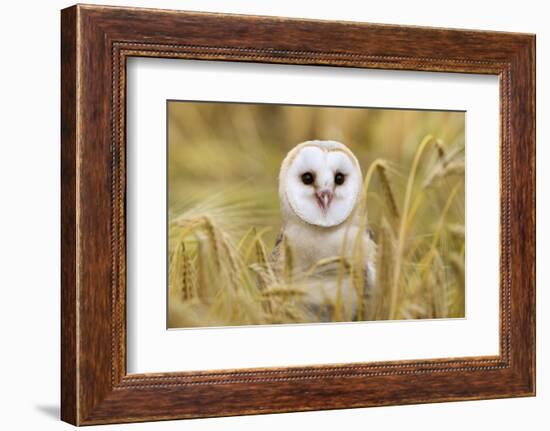 Barn Owl (Tyto Alba), Captive, Cumbria, England, United Kingdom, Europe-Ann & Steve Toon-Framed Photographic Print