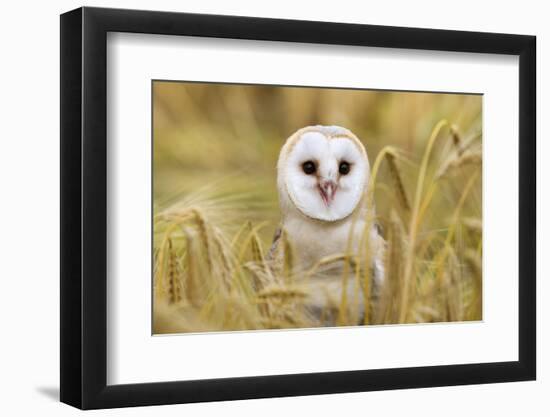 Barn Owl (Tyto Alba), Captive, Cumbria, England, United Kingdom, Europe-Ann & Steve Toon-Framed Photographic Print