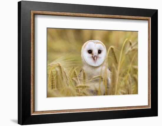 Barn Owl (Tyto Alba), Captive, Cumbria, England, United Kingdom, Europe-Ann & Steve Toon-Framed Photographic Print