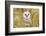 Barn Owl (Tyto Alba), Captive, Cumbria, England, United Kingdom, Europe-Ann & Steve Toon-Framed Photographic Print