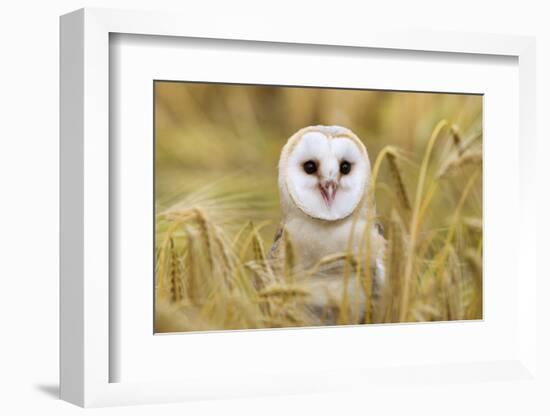 Barn Owl (Tyto Alba), Captive, Cumbria, England, United Kingdom, Europe-Ann & Steve Toon-Framed Photographic Print