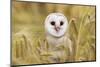 Barn Owl (Tyto Alba), Captive, Cumbria, England, United Kingdom, Europe-Ann & Steve Toon-Mounted Photographic Print