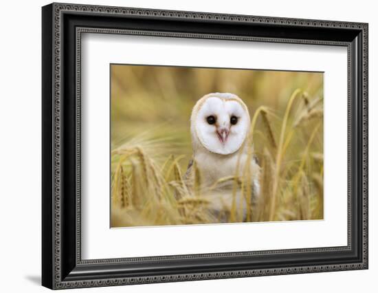 Barn Owl (Tyto Alba), Captive, Cumbria, England, United Kingdom, Europe-Ann & Steve Toon-Framed Photographic Print