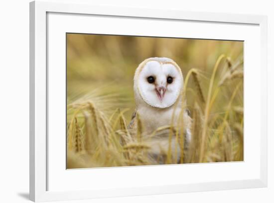 Barn Owl (Tyto Alba), Captive, Cumbria, England, United Kingdom, Europe-Ann & Steve Toon-Framed Photographic Print