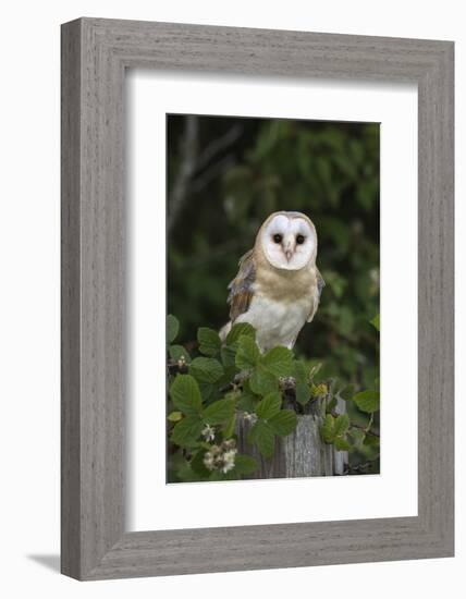 Barn Owl (Tyto Alba), Captive, Cumbria, England, United Kingdom, Europe-Ann & Steve Toon-Framed Photographic Print