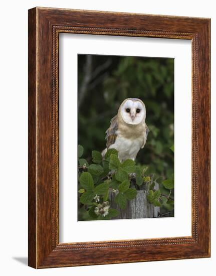 Barn Owl (Tyto Alba), Captive, Cumbria, England, United Kingdom, Europe-Ann & Steve Toon-Framed Photographic Print