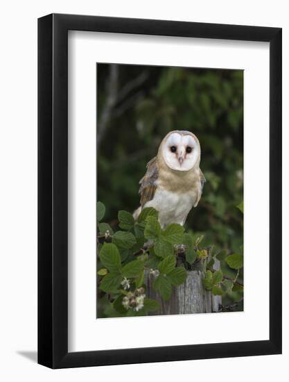 Barn Owl (Tyto Alba), Captive, Cumbria, England, United Kingdom, Europe-Ann & Steve Toon-Framed Photographic Print