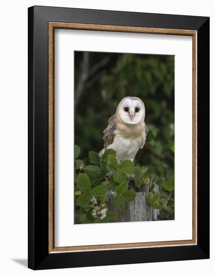 Barn Owl (Tyto Alba), Captive, Cumbria, England, United Kingdom, Europe-Ann & Steve Toon-Framed Photographic Print