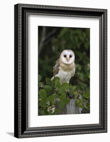 Barn Owl (Tyto Alba), Captive, Cumbria, England, United Kingdom, Europe-Ann & Steve Toon-Framed Photographic Print