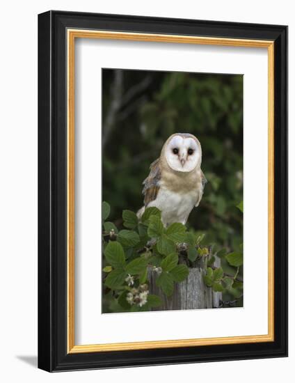 Barn Owl (Tyto Alba), Captive, Cumbria, England, United Kingdom, Europe-Ann & Steve Toon-Framed Photographic Print