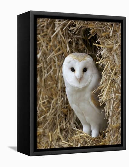 Barn Owl ( Tyto Alba), Captive, in Bales of Straw, Barn Owl Centre, Gloucestershire, England, Uk-null-Framed Premier Image Canvas