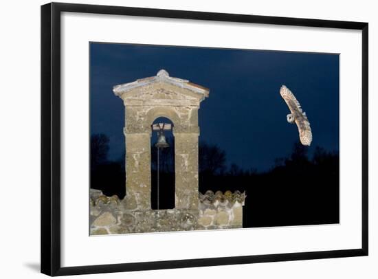 Barn Owl (Tyto Alba) Flying over a Church in Pitigliano, Tuscany, Italy-Angelo Gandolfi-Framed Photographic Print