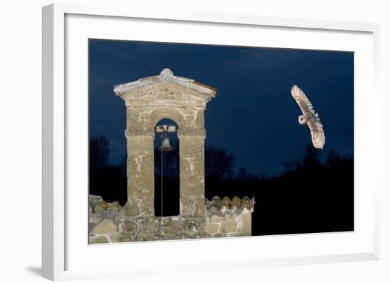 Barn Owl (Tyto Alba) Flying over a Church in Pitigliano, Tuscany, Italy-Angelo Gandolfi-Framed Photographic Print