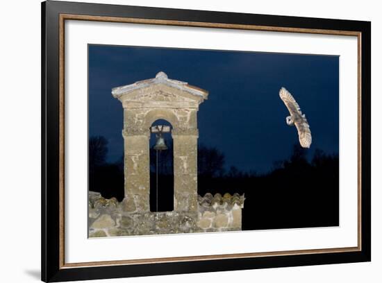 Barn Owl (Tyto Alba) Flying over a Church in Pitigliano, Tuscany, Italy-Angelo Gandolfi-Framed Photographic Print