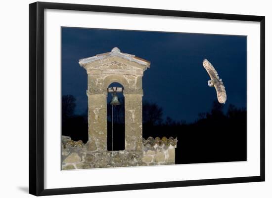 Barn Owl (Tyto Alba) Flying over a Church in Pitigliano, Tuscany, Italy-Angelo Gandolfi-Framed Photographic Print