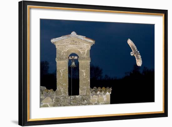 Barn Owl (Tyto Alba) Flying over a Church in Pitigliano, Tuscany, Italy-Angelo Gandolfi-Framed Photographic Print