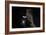 Barn Owl (Tyto Alba) Flying Past the Tower of St James Church with Moon Behind-Ernie Janes-Framed Photographic Print