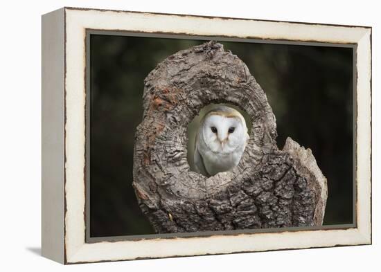 Barn Owl (Tyto Alba), Herefordshire, England, United Kingdom-Janette Hill-Framed Premier Image Canvas