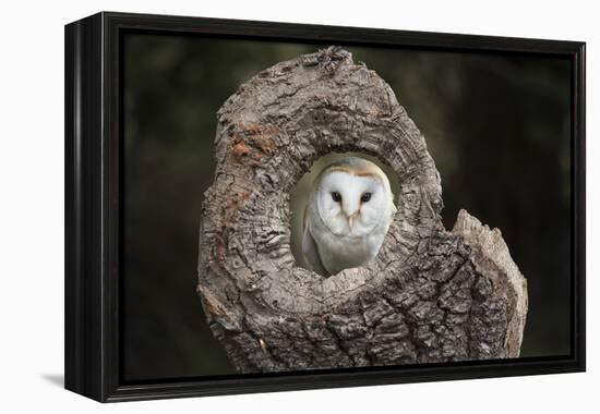 Barn Owl (Tyto Alba), Herefordshire, England, United Kingdom-Janette Hill-Framed Premier Image Canvas