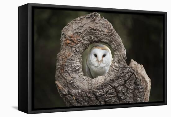 Barn Owl (Tyto Alba), Herefordshire, England, United Kingdom-Janette Hill-Framed Premier Image Canvas